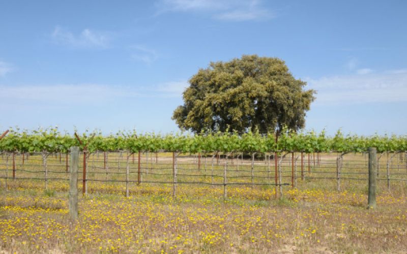 Tienda vinos Toledo Tienda vinos Toledo