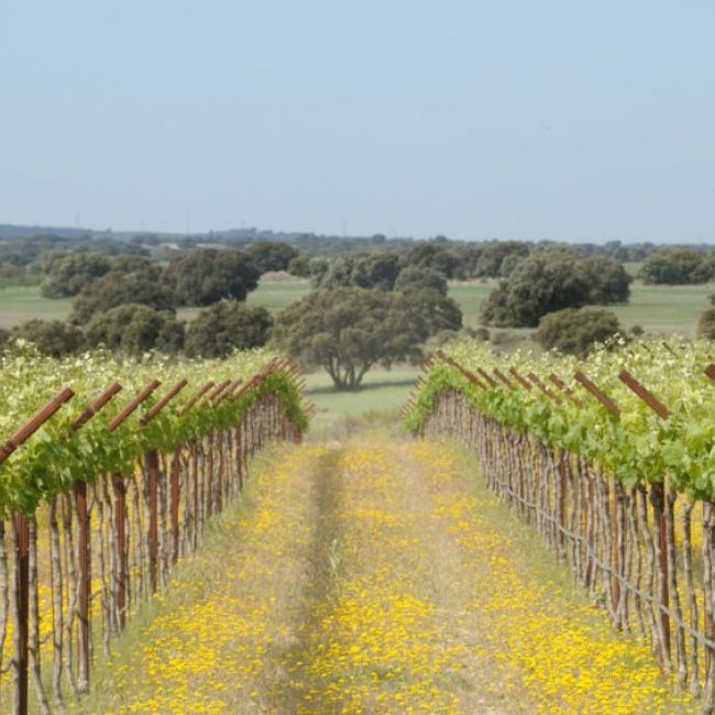 Vinos nacionales e internacionales en Toledo