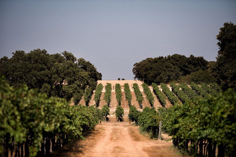 Venta de vinos Toledo