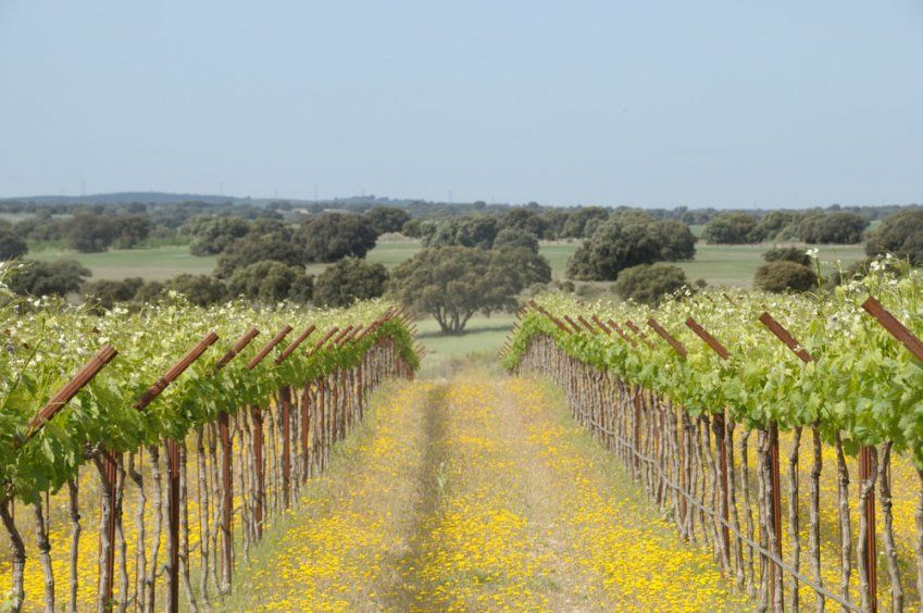 Vinos nacionales e internacionales en Toledo Vinos nacionales e internacionales en Toledo