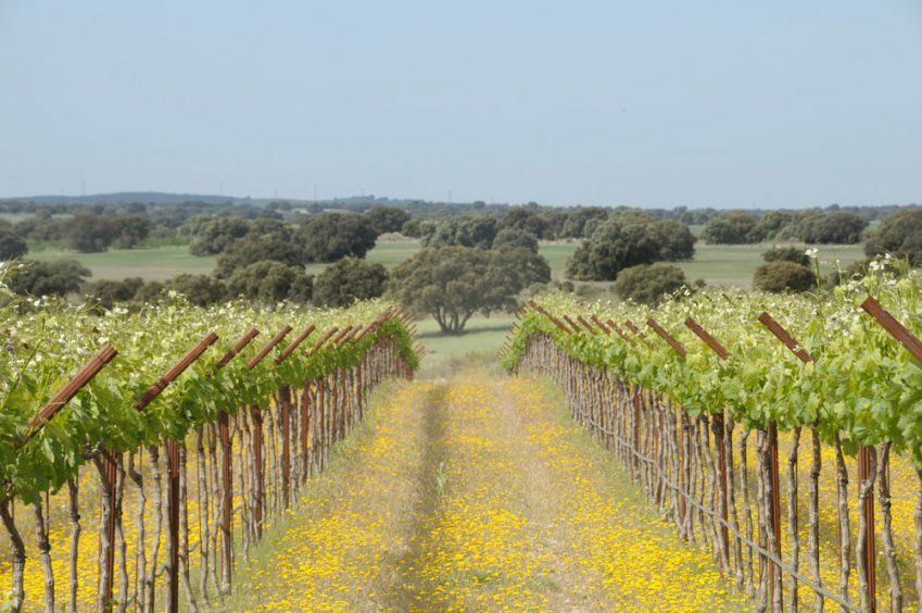 Vinos nacionales e internacionales en Toledo