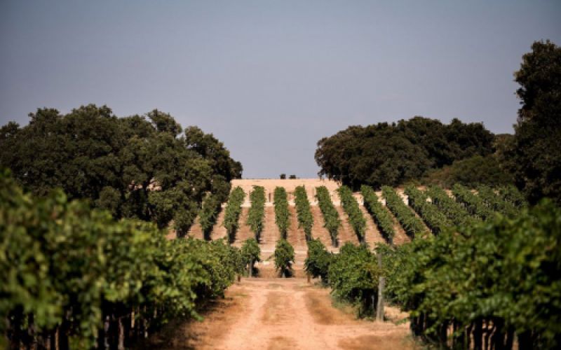 Venta de vinos Toledo